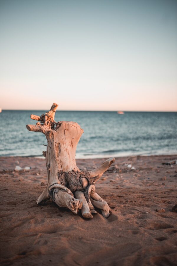 How To Make A Driftwood Sculpture Simple Step By Step Guide