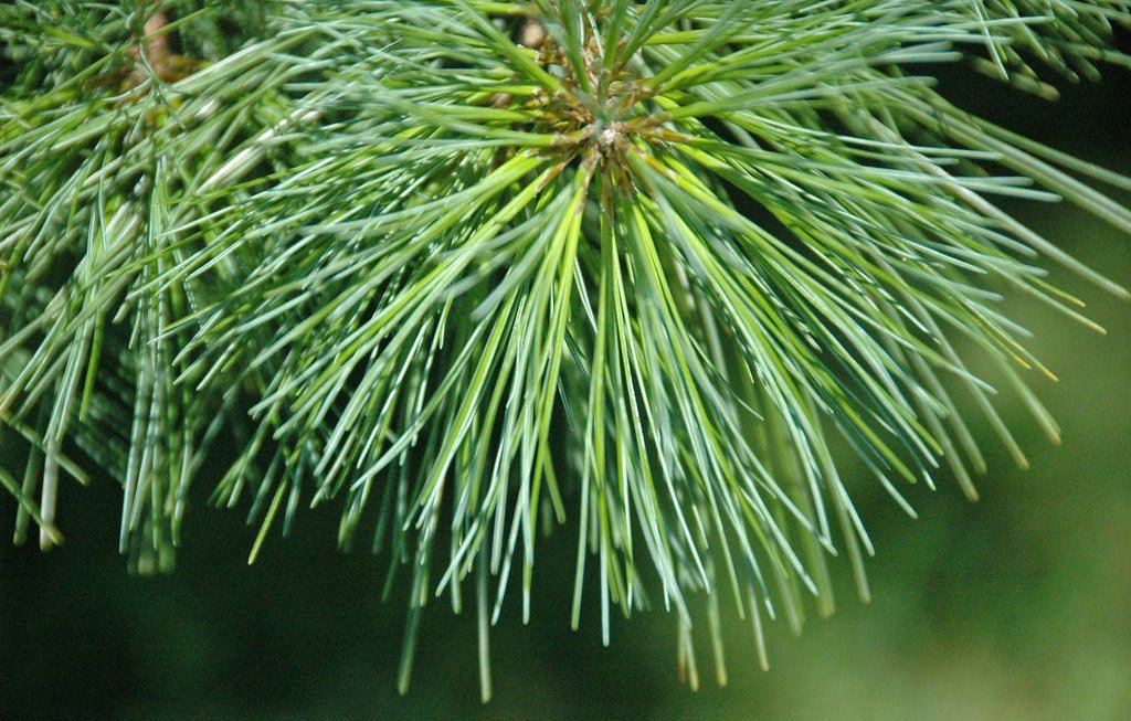 White Pine Firewood as a Good Choice Wood Dad