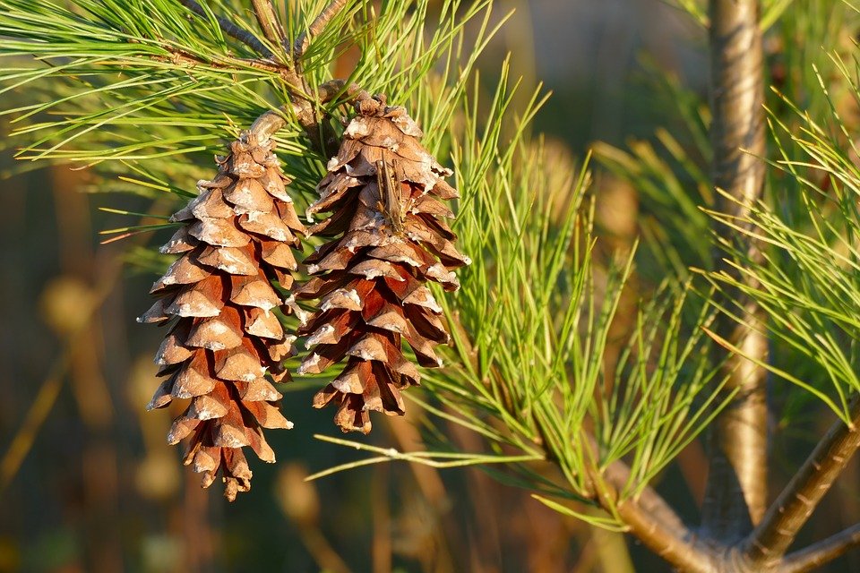 cones of pine tree