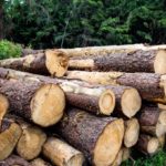 pine firewood