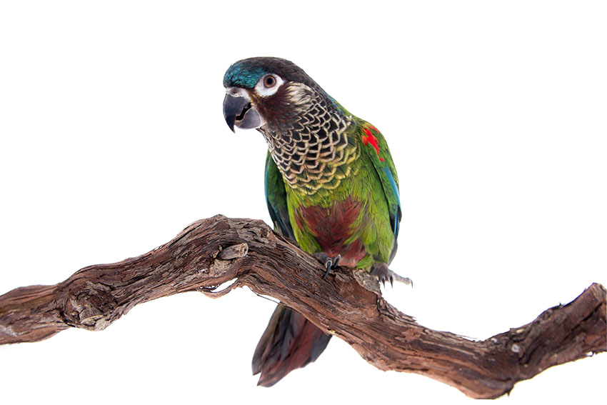 Unsafe Woods For Parrots