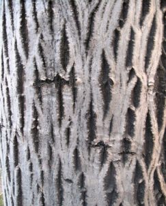 What Does a Walnut Tree Look Like? - Wood Dad