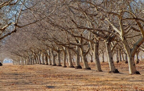 What Does a Walnut Tree Look Like? - Wood Dad