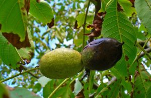 What Does a Walnut Tree Look Like? - Wood Dad