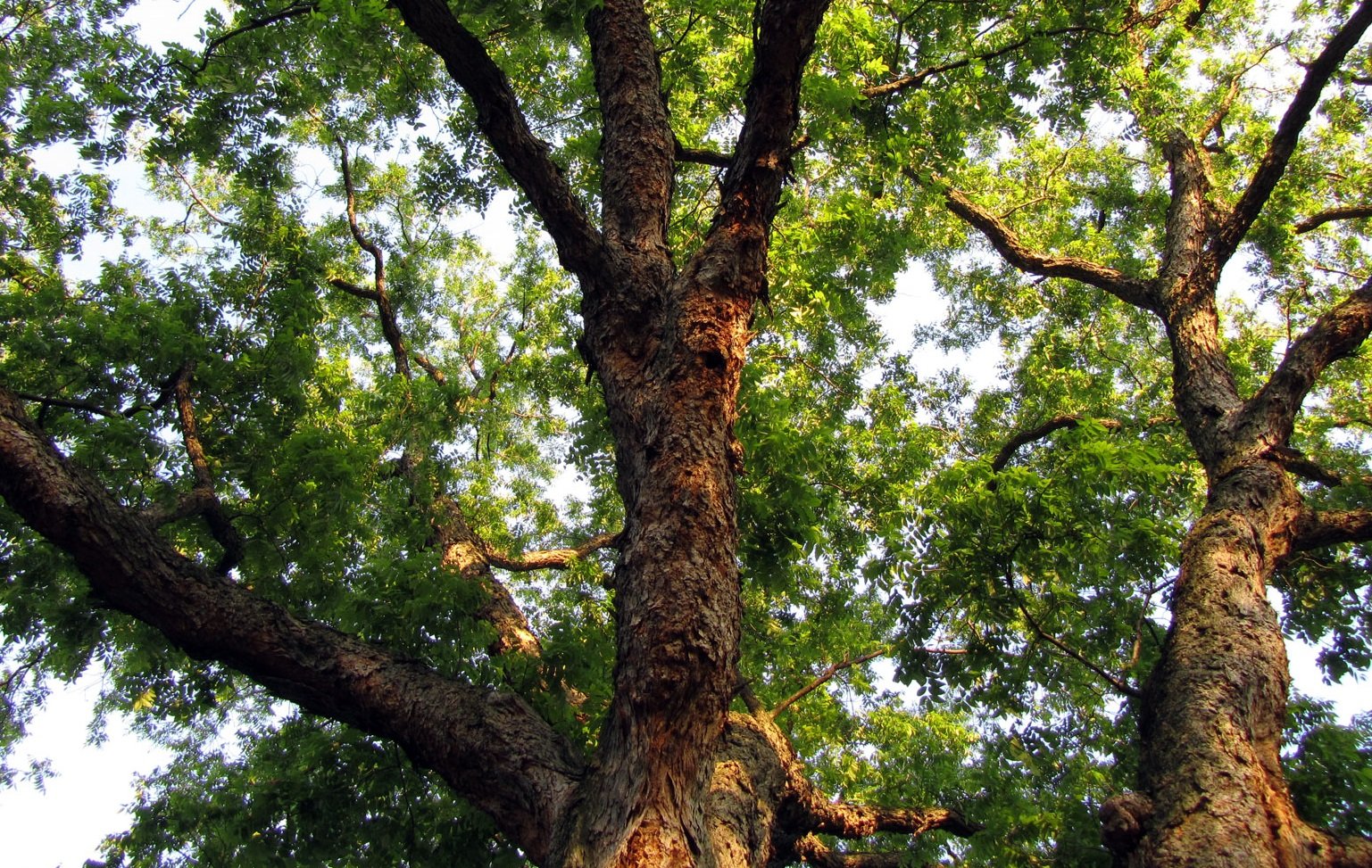 Pecan Wood for Smoking Meats Wood Dad