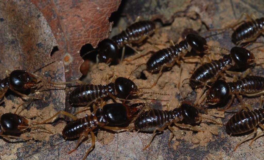 termites  