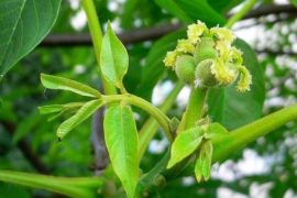 What Does a Walnut Tree Look Like? - Wood Dad