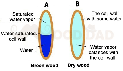 Water-woods-cell