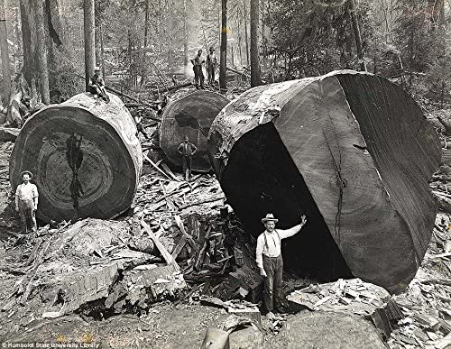 old photo of Lumberjacks Cutting The Last Redwood Trees