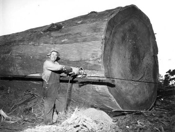 old photo of loggers
