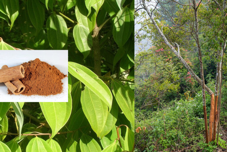 What Does a Cinnamon Tree Look Like