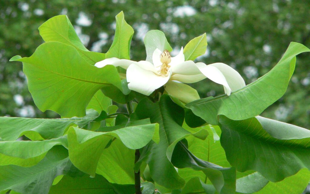 Magnolia_ashei_blossom