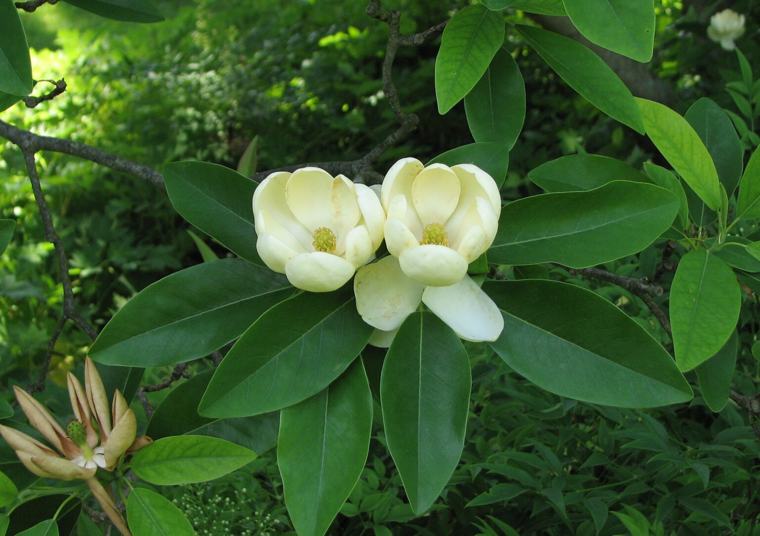Magnolia Virginiana Florida 1536x1084 