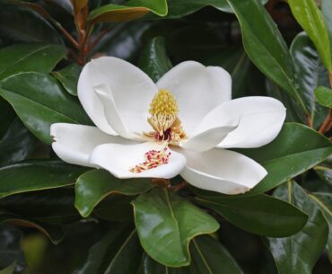 magnolia tree Florida