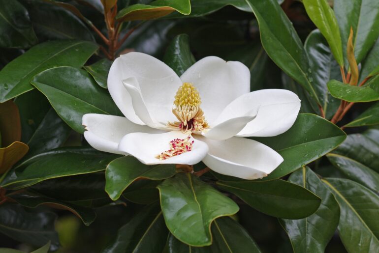 magnolia tree Florida